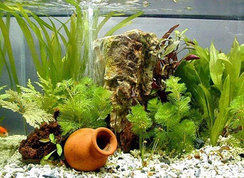 cách trồng cây thủy sinh trong bể cá