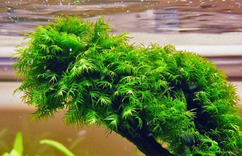 cách trồng cây thủy sinh trong bể cá