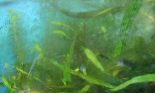 cách diệt tảo xanh trong hồ cá