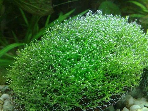 trồng rêu trong hồ thủy sinh