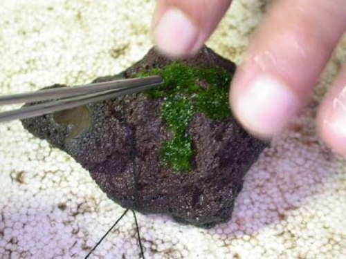 cách trồng rêu trên đá