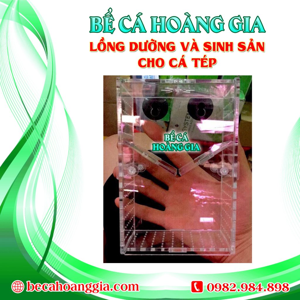 LỒNG DƯỠNG VÀ SINH SẢN CHO CÁ TÉP