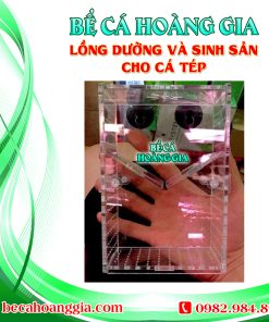 LỒNG DƯỠNG VÀ SINH SẢN CHO CÁ TÉP