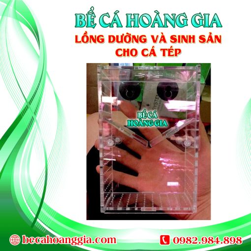 LỒNG DƯỠNG VÀ SINH SẢN CHO CÁ TÉP