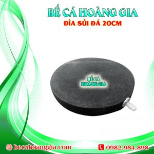 ĐĨA SỦI ĐÁ 20CM