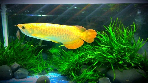 cá rồng golden