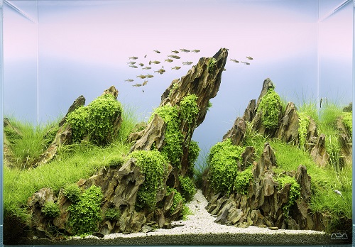 Bố cục hồ thủy sinh sao cho hài hòa giữa đá và thủy sinh